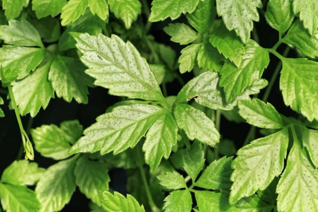GYNOSTEMMA PENTAPHYLLUM LEAF EXTRACT 대표 사진