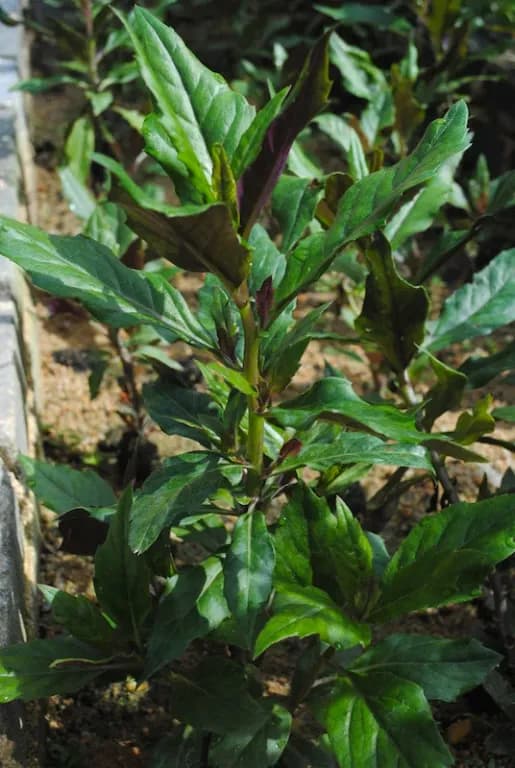 GYNURA BICOLOR EXTRACT 대표 사진
