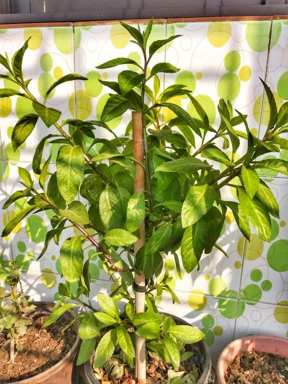 GYNURA PROCUMBENS LEAF CELL EXTRACT 대표 사진