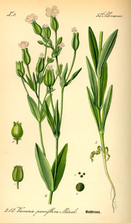 GYPSOPHILA VACCARIA SEED EXTRACT 대표 사진