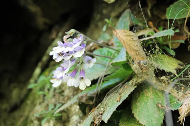 HABERLEA RHODOPENSIS LEAF EXTRACT 대표 사진