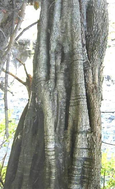 HAEMATOXYLUM BRASILETTO WOOD EXTRACT 대표 사진