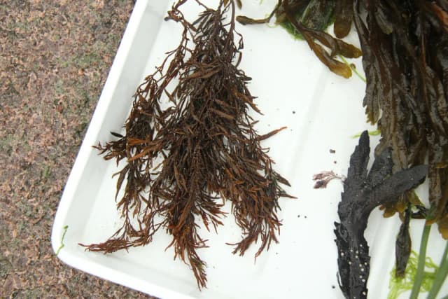 HALIDRYS SILIQUOSA EXTRACT 대표 사진