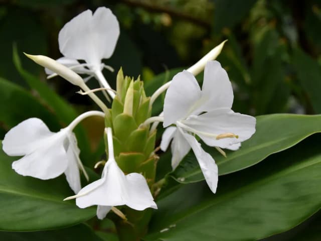 HEDYCHIUM CORONARIUM FLOWER WATER 대표 사진