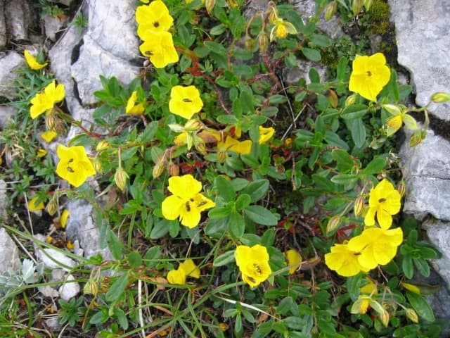HELIANTHEMUM NUMMULARIUM FLOWER EXTRACT 대표 사진