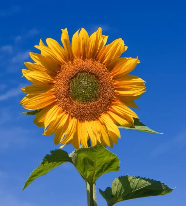 HELIANTHUS ANNUUS SEED BUTTER 대표 사진