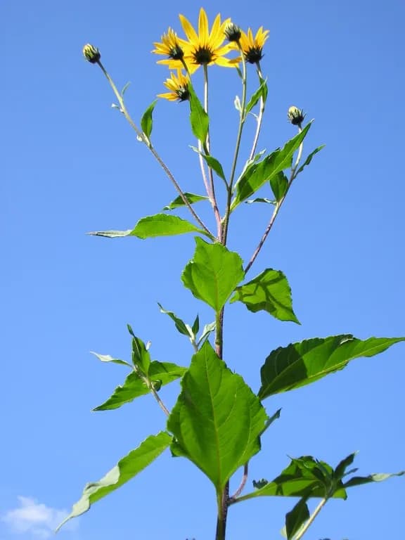 HELIANTHUS TUBEROSUS LEAF EXTRACT 대표 사진