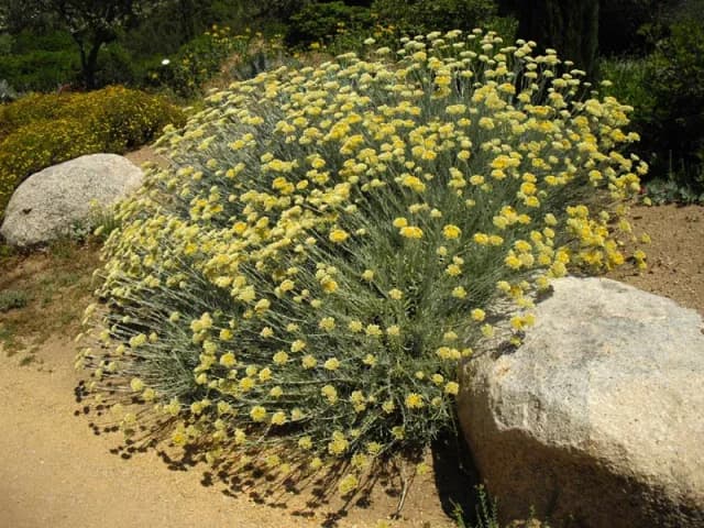 HELICHRYSUM ORIENTALE FLOWER 대표 사진
