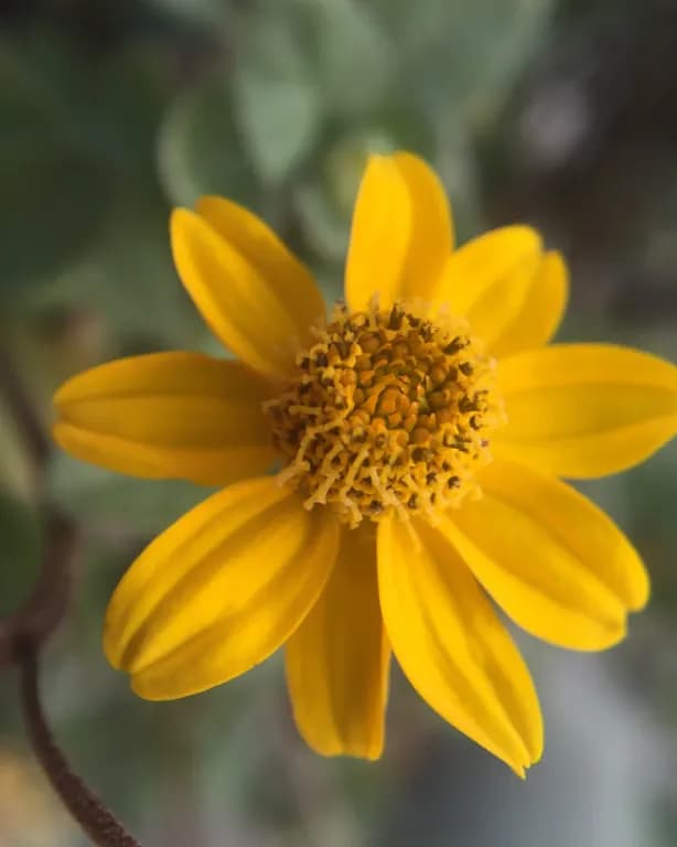 HELIOPSIS LONGIPES ROOT POWDER 대표 사진