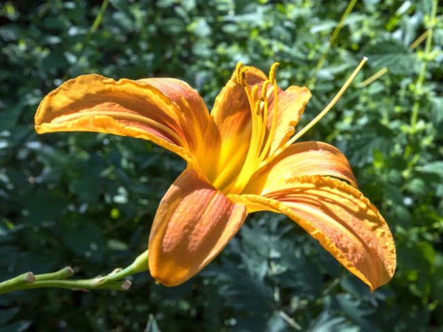 HEMEROCALLIS FULVA EXTRACT 대표 사진