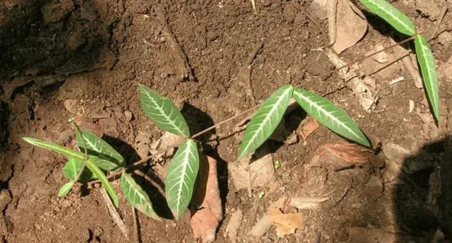 HEMIDESMUS INDICUS EXTRACT 대표 사진