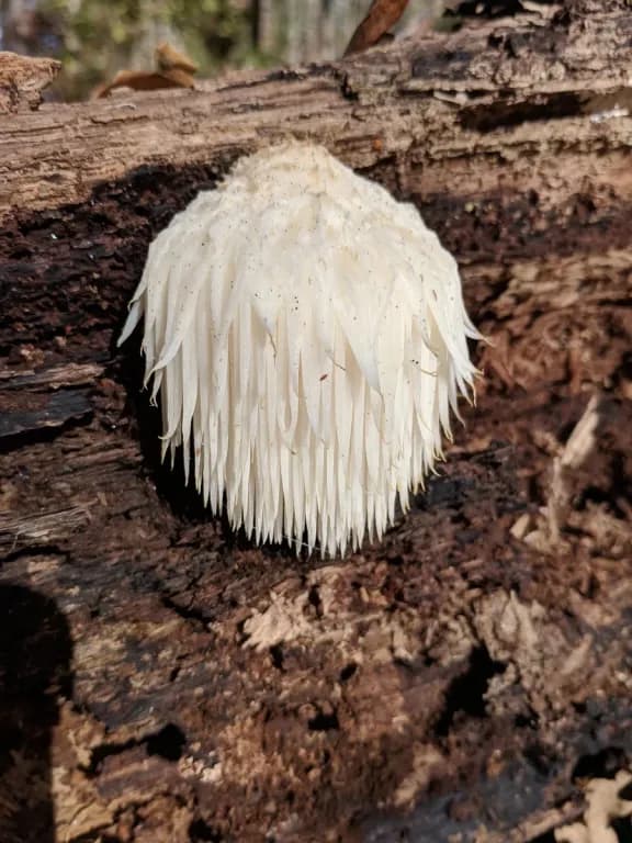 HERICIUM ERINACEUM EXTRACT 대표 사진