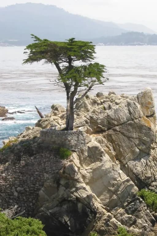 HESPEROCYPARIS MACROCARPA BRANCH/CONE/LEAF OIL 대표 사진