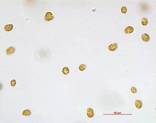 HETEROSIGMA AKASHIWO CELL EXTRACT 대표 사진