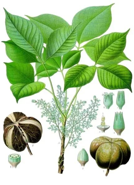 HEVEA BRASILIENSIS LATEX SERUM EXTRACT 대표 사진