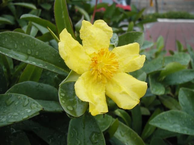 HIBBERTIA SCANDENS LEAF EXTRACT 대표 사진