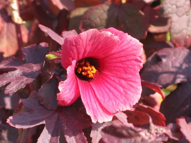 HIBISCUS ACETOSELLA LEAF EXTRACT 대표 사진