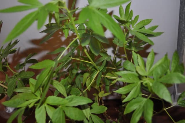 HIBISCUS CANNABINUS STEM WATER 대표 사진