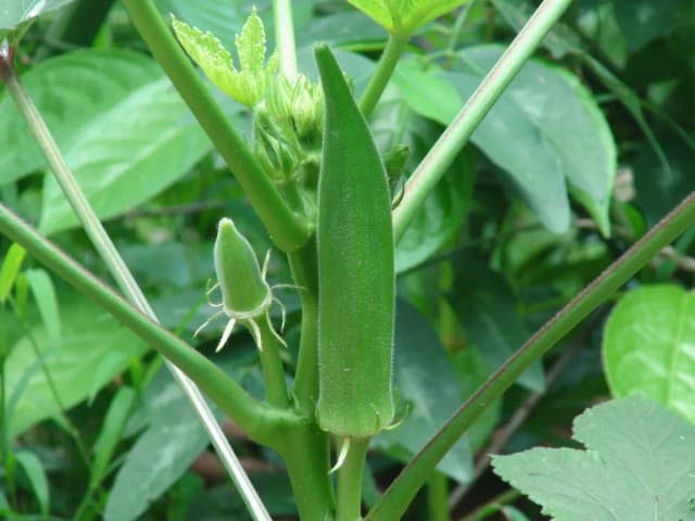 HIBISCUS ESCULENTUS SEED OIL 대표 사진