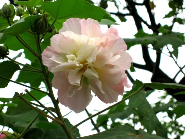 フヨウ花エキス 대표 사진