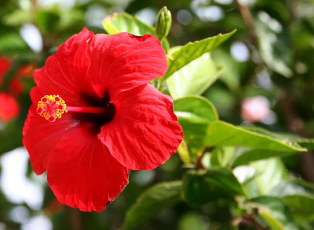 HIBISCUS ROSA-SINENSIS CALLUS CONDITIONED MEDIA EXTRACT 대표 사진