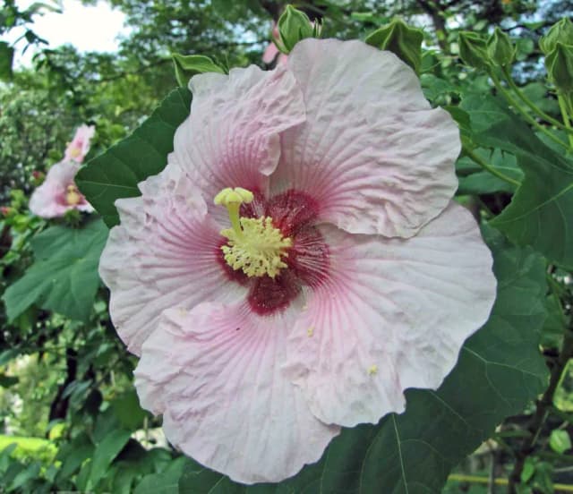 HIBISCUS TAIWANENSIS EXTRACT 대표 사진