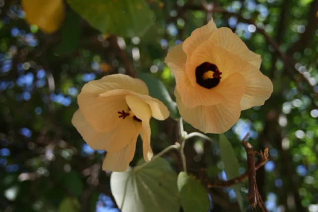 HIBISCUS TILIACEUS FLOWER 대표 사진