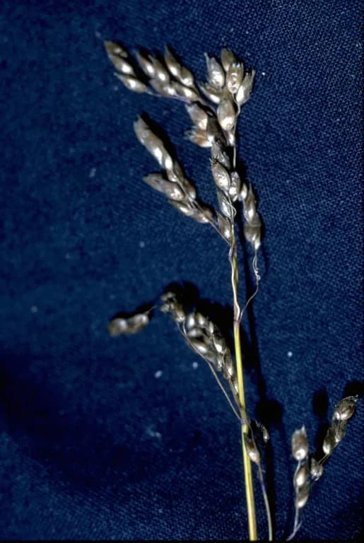 HIEROCHLOE ODORATA STEM EXTRACT 대표 사진