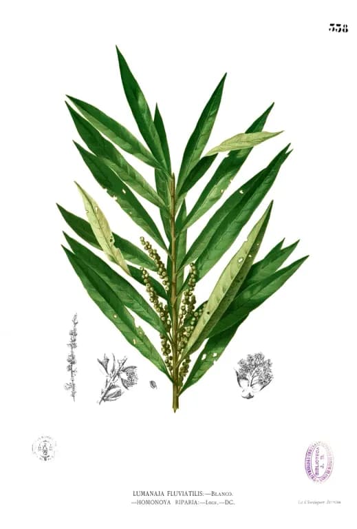 HOMONOIA RIPARIA ROOT EXTRACT 대표 사진