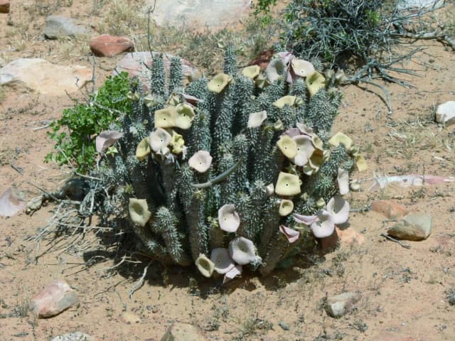 HOODIA GORDONII EXTRACT 대표 사진