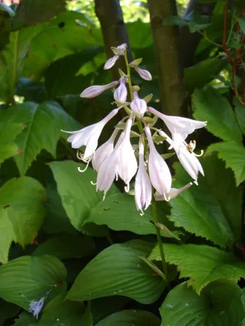 HOSTA CAPITATA EXTRACT 대표 사진