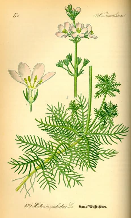 HOTTONIA PALUSTRIS FLOWER EXTRACT 대표 사진