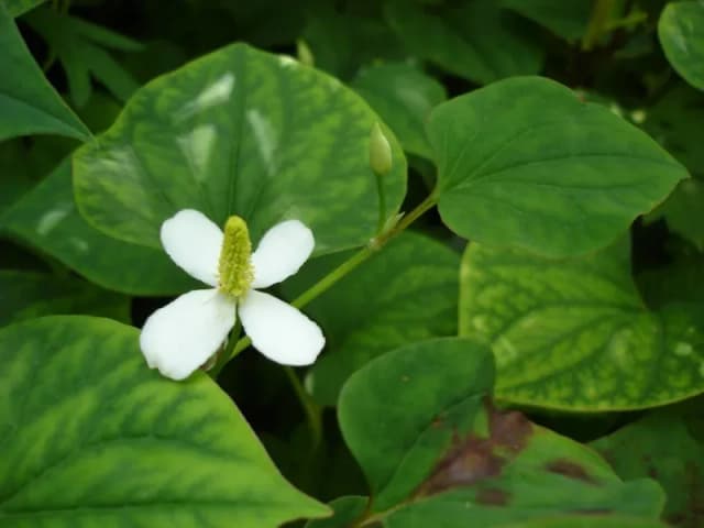 HOUTTUYNIA CORDATA LEAF/STEM EXTRACT 대표 사진