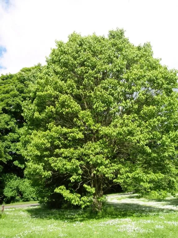 HOVENIA DULCIS FRUIT EXTRACT 대표 사진