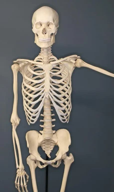 HUMAN BONE MARROW STEM CELL CONDITIONED MEDIA EXTRACT 대표 사진