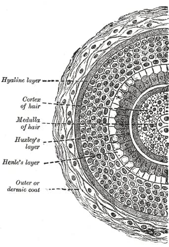 HUMAN HAIR FOLLICLE MESENCHYMAL STEM CELL CONDITIONED MEDIA EXTRACT 대표 사진