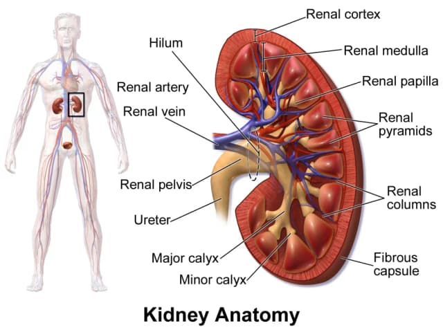 HUMAN KIDNEY TUBULE EPITHELIAL STEM CELL EXTRACT 대표 사진