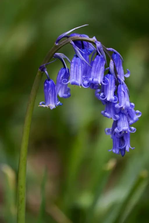 HYACINTHOIDES NON-SCRIPTA SEED EXTRACT 대표 사진