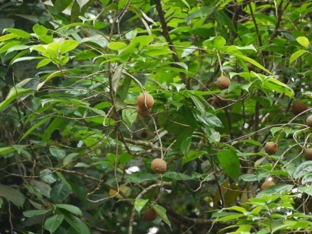HYDNOCARPUS PENTANDRUS KERNEL OIL 대표 사진