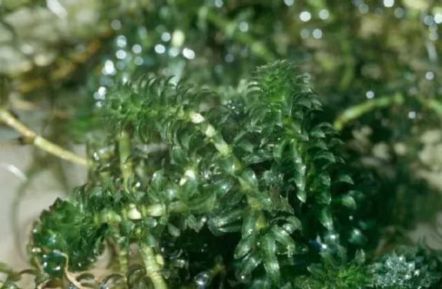 HYDRILLA VERTICILLATA EXTRACT 대표 사진