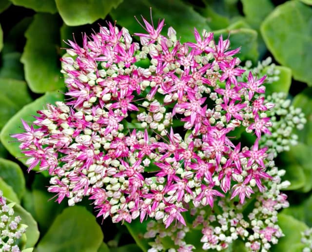 HYLOTELEPHIUM SPECTABILE FLOWER/LEAF/STEM EXTRACT 대표 사진