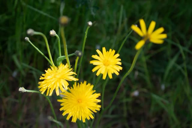 HYPOCHOERIS RADICATA FLOWER EXTRACT 대표 사진