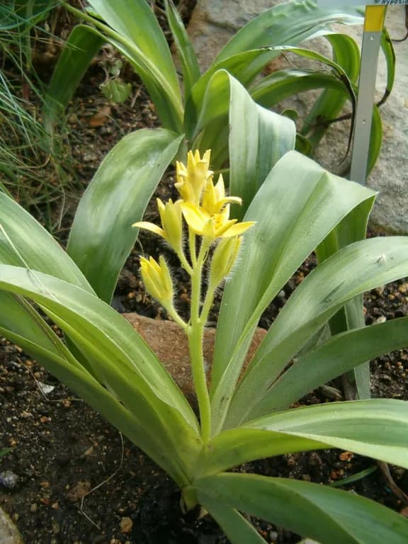 HYPOXIS ROOPERI RHIZOME EXTRACT 대표 사진