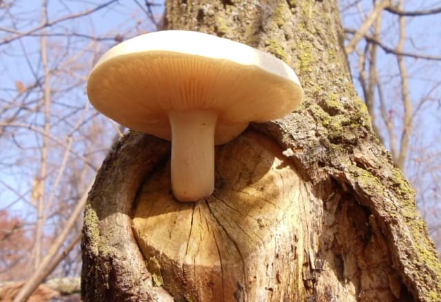 HYPSIZYGUS ULMARIUS MYCELIUM EXTRACT 대표 사진