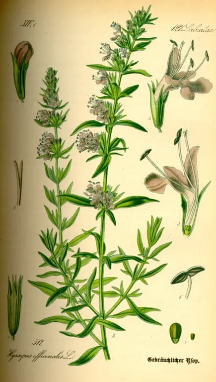 HYSSOPUS OFFICINALIS LEAF OIL 대표 사진