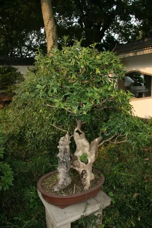 ILEX CORNUTA LEAF EXTRACT 대표 사진