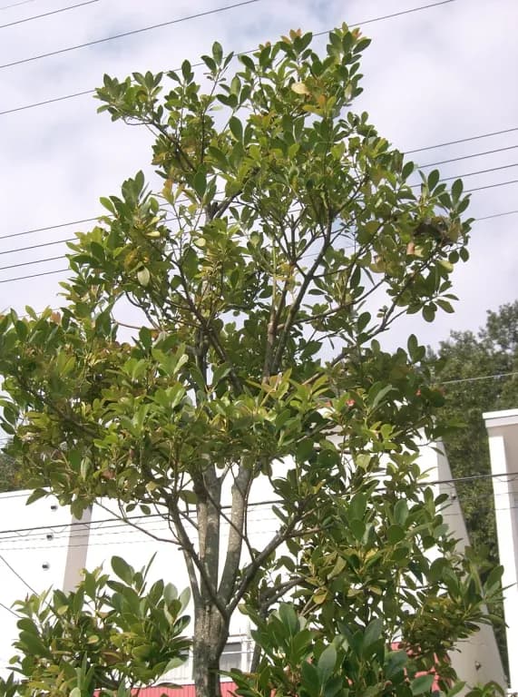ILEX INTEGRA LEAF EXTRACT 대표 사진