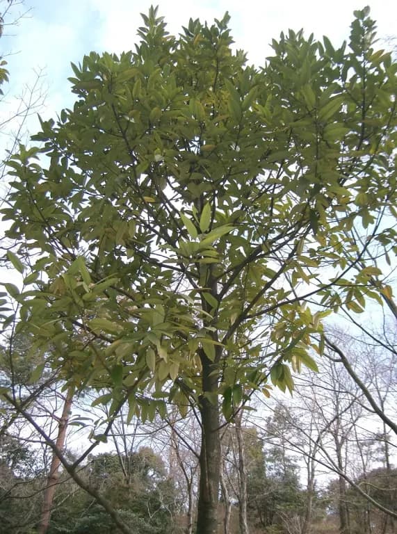 ILEX LATIFOLIA LEAF EXTRACT 대표 사진