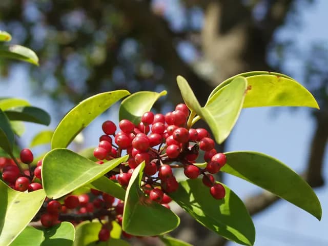 ILEX ROTUNDA BRANCH/LEAF EXTRACT 대표 사진