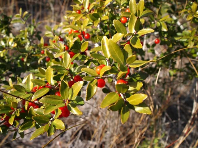ILEX VOMITORIA LEAF POWDER 대표 사진
